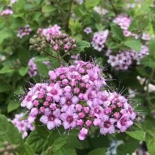 Spiraea Little Princess 1