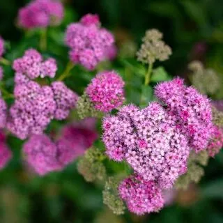 Spiraea Little Princess 3