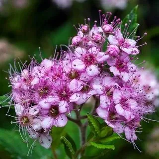 Spiraea Little Princess 4