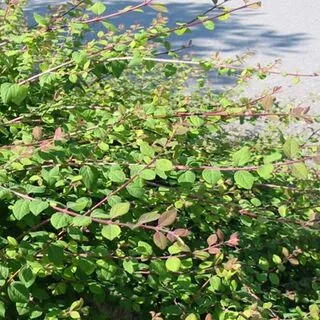 Symphoricarpos Hancock 3