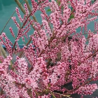 Tamarix Tetrandra 1