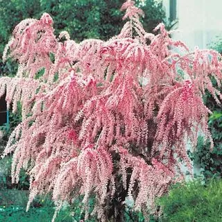 Tamarix Tetrandra 2