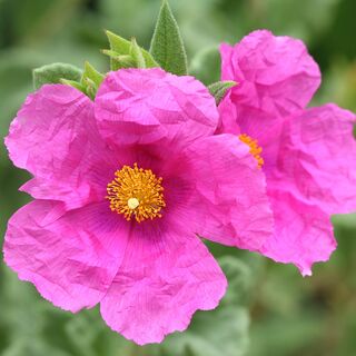 Cistus Sunset 1