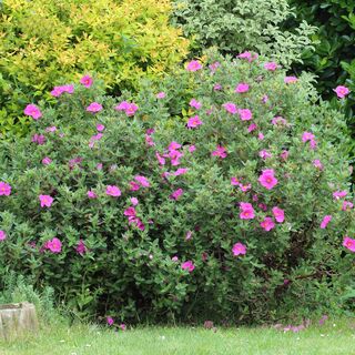Cistus Sunset 2