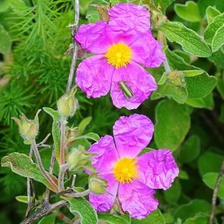 Cistus Sunset 4