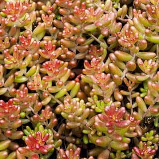 Sedum Album 2