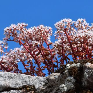 Sedum Album 11