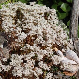 Sedum Album 12