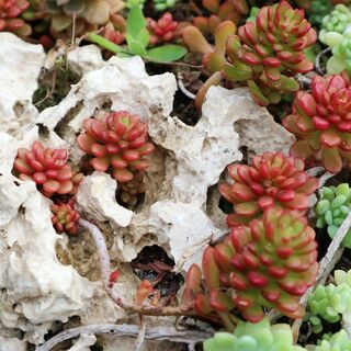 Sedum Album 13