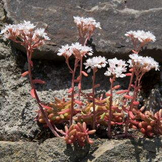 Sedum Album 14