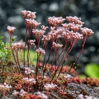 Sedum Album 15