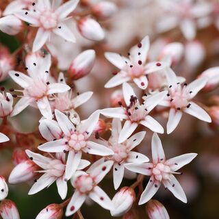 Sedum Album 3