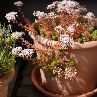 Sedum Album 4