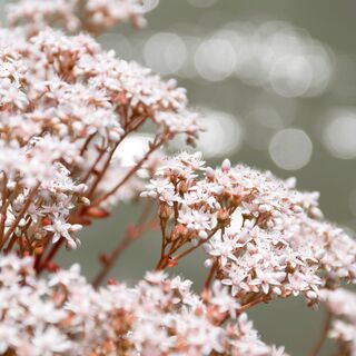 Sedum Album 5