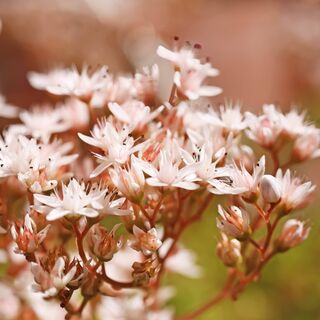 Sedum Album 6