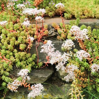 Sedum Album 7