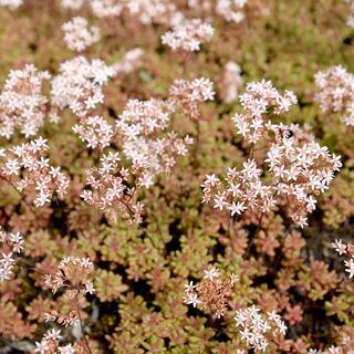 Sedum Album 8