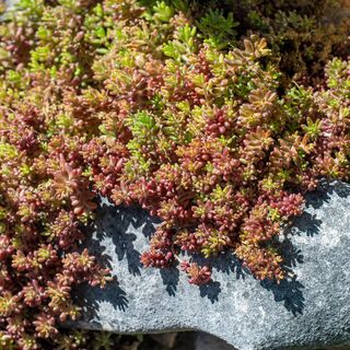 Sedum Album 9