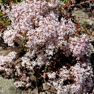 Sedum Album 10
