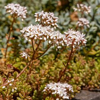 Sedum Coral Carpet 1