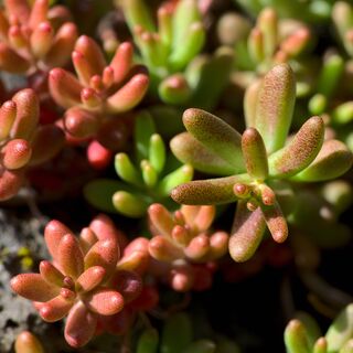 Sedum Coral Carpet 2