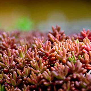 Sedum Coral Carpet 3