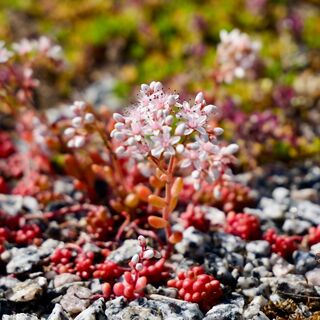 Sedum Coral Carpet 4