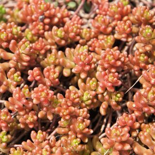 Sedum Coral Carpet 5
