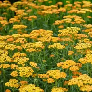 Achillea Terracotta 1