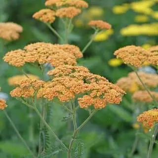 Achillea Terracotta 2
