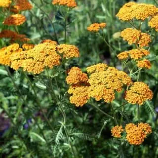 Achillea Terracotta 3