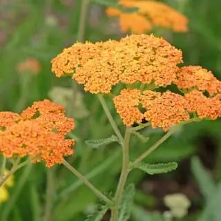 Achillea Terracotta 4