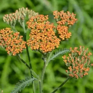 Achillea Terracotta 5