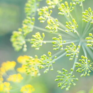 Fennel bronze-Foeniculum Purpureum 1