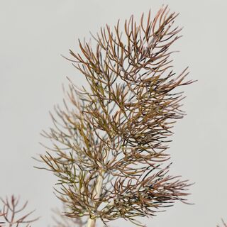 Fennel bronze-Foeniculum Purpureum 2