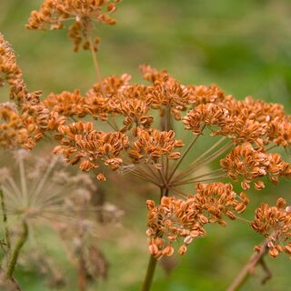 Fennel bronze-Foeniculum Purpureum 3