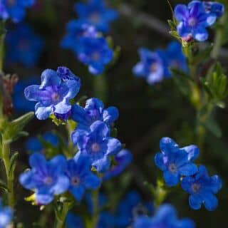 Lithospermum Grace Ward 1
