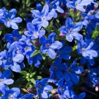Lithospermum Grace Ward 2