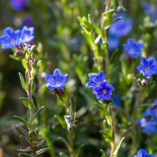 Lithospermum Grace Ward 3