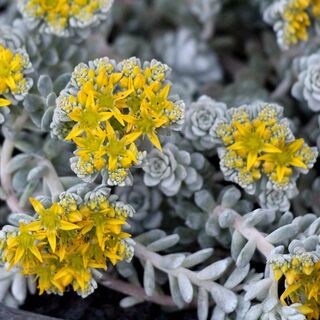Sedum Cape Blanco 1