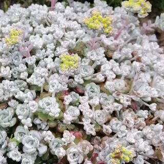 Sedum Cape Blanco 2