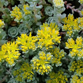 Sedum Cape Blanco 3