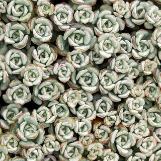 Sedum Cape Blanco 4