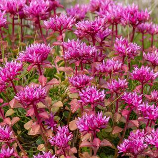 Sedum spurium Spot on Deep Rose 1