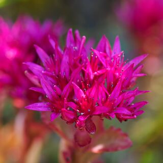 Sedum spurium Spot on Deep Rose 2