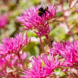 Sedum spurium Spot on Deep Rose 3