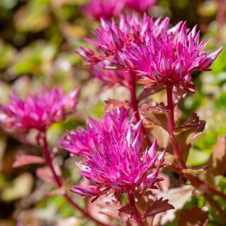Sedum spurium Spot on Deep Rose 4