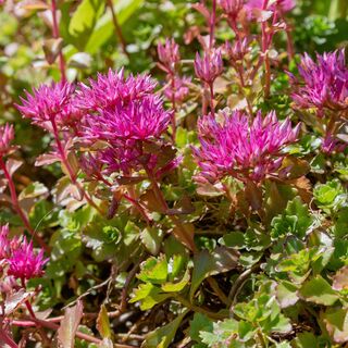 Sedum spurium Spot on Deep Rose 5