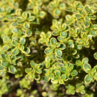 Thyme lemon citiodorus Aureus 1Thyme lemon citiodorus Aureus