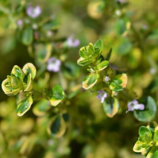 Thyme lemon citiodorus Aureus 2